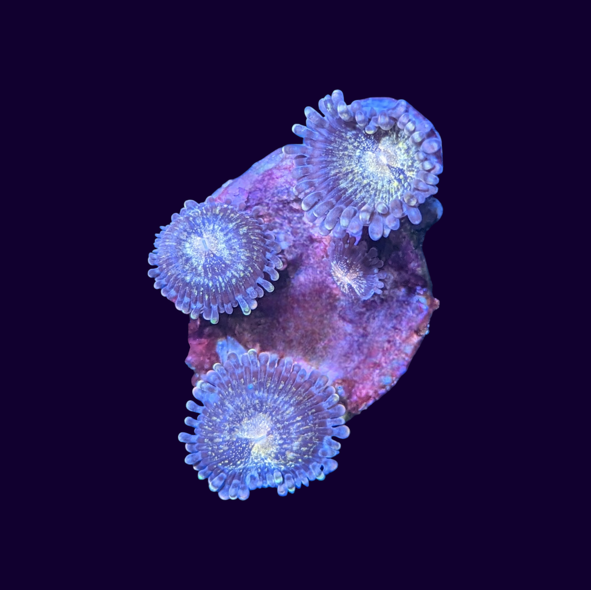 Reverse Space Monster Zoa Frag