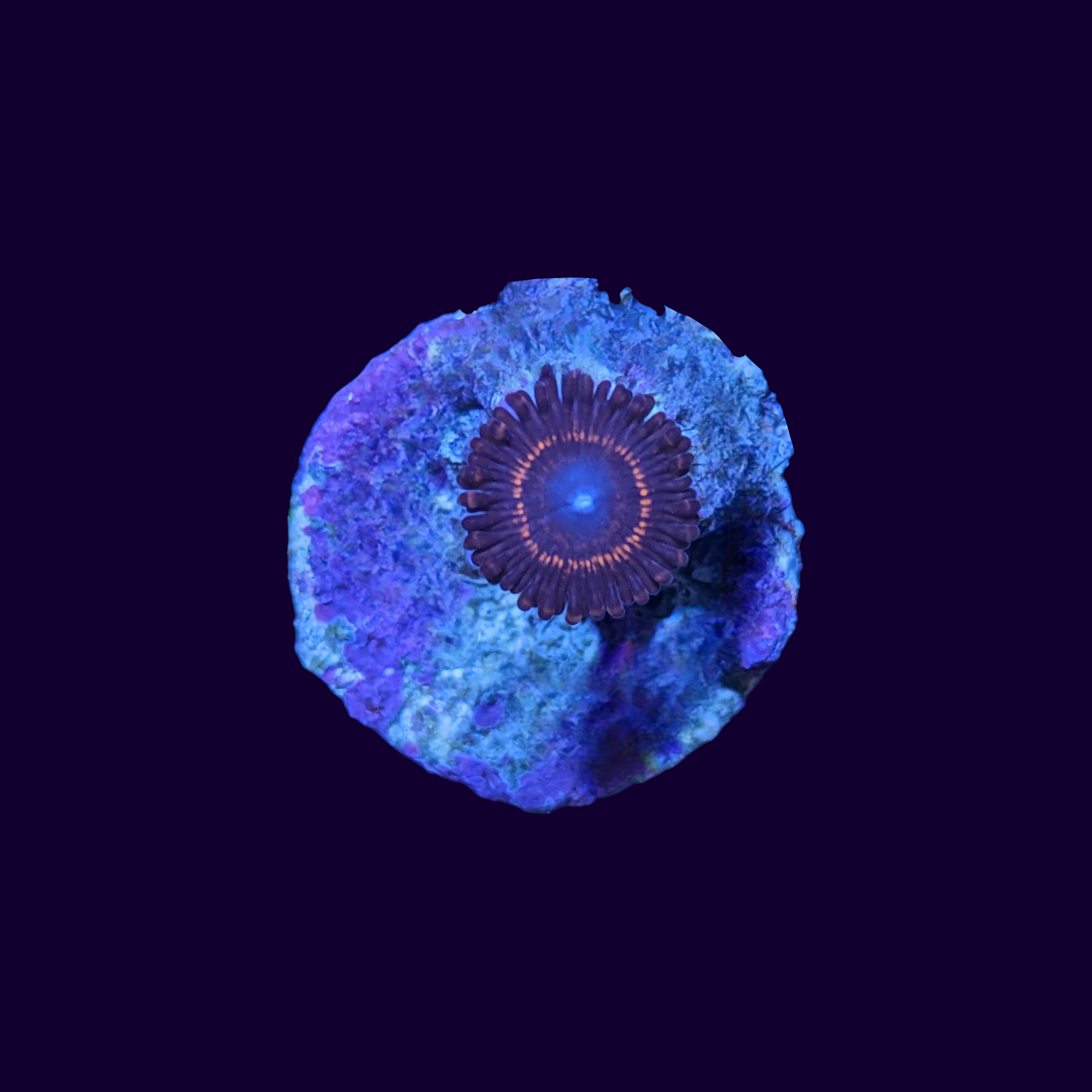 Bullseye Zoa Frag