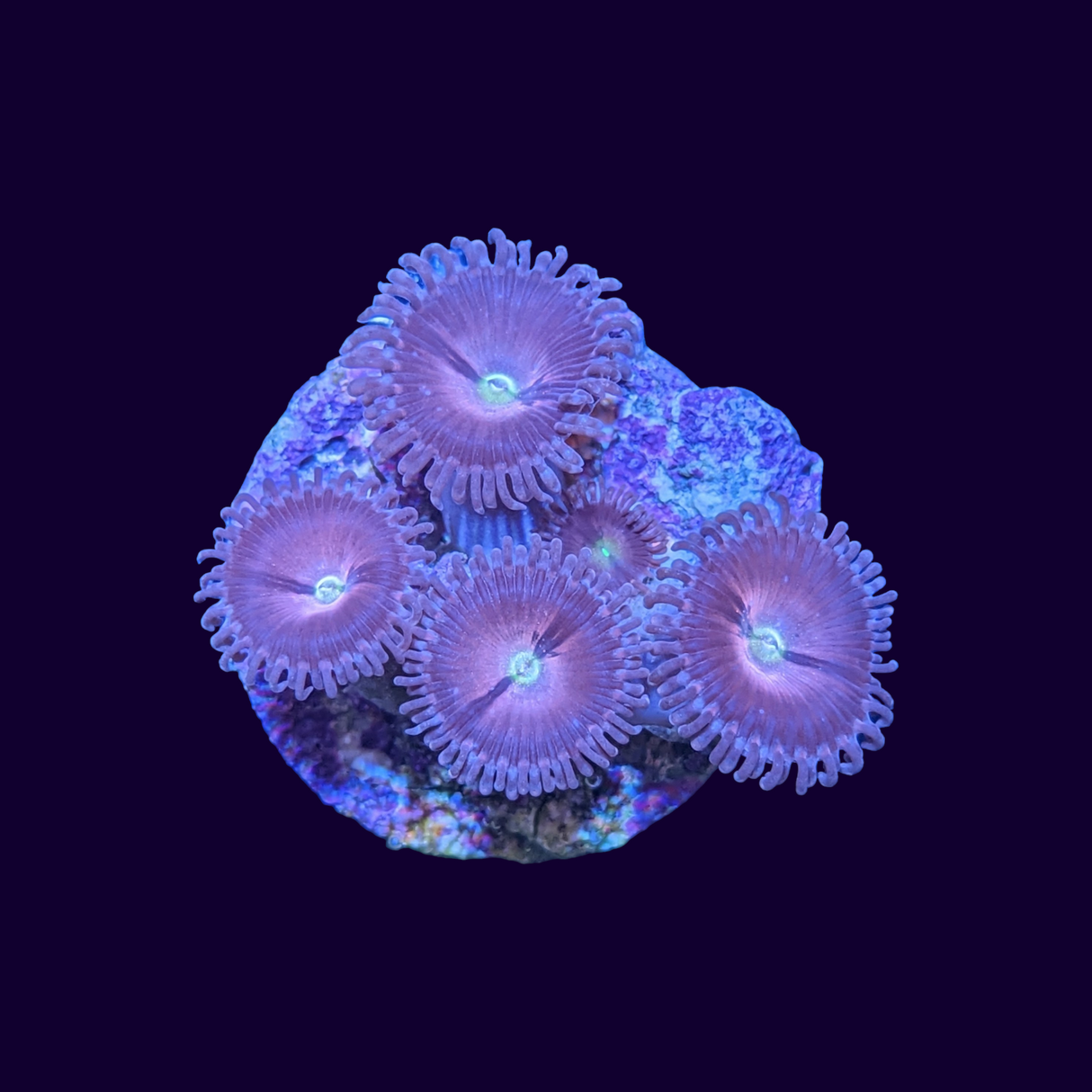 Purple Bee Zoa Frag