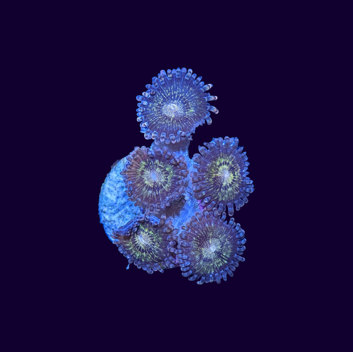 Reverse Space Monster Zoa Frag