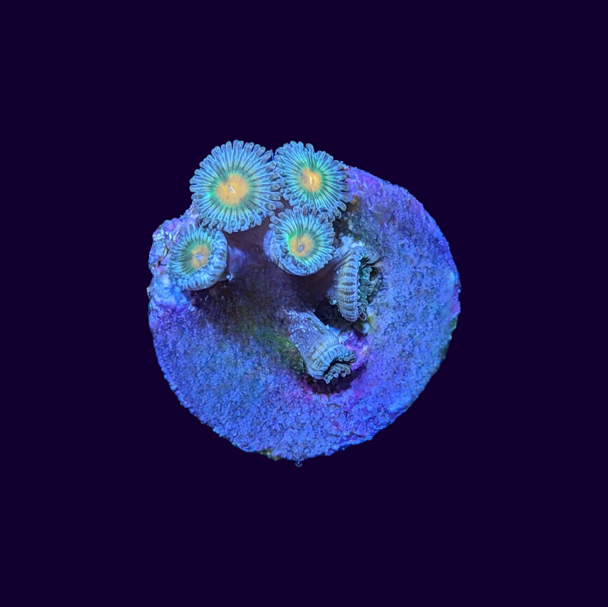 Zoa Frag