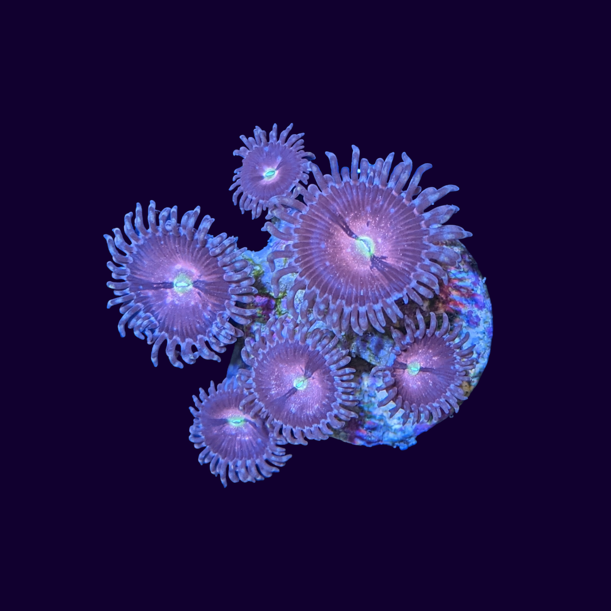 Purple Bee Zoa Frag