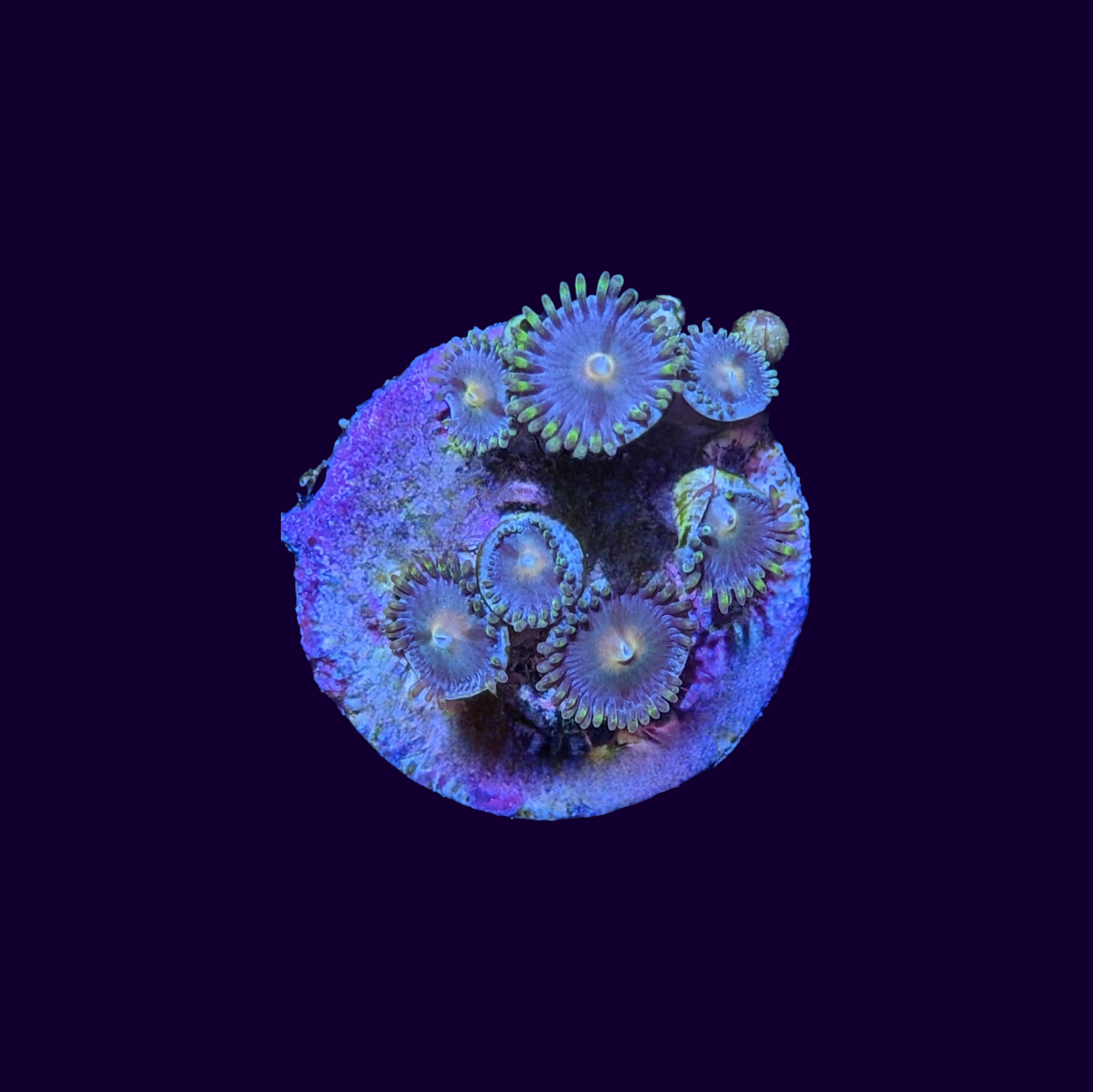 Zoa Frag