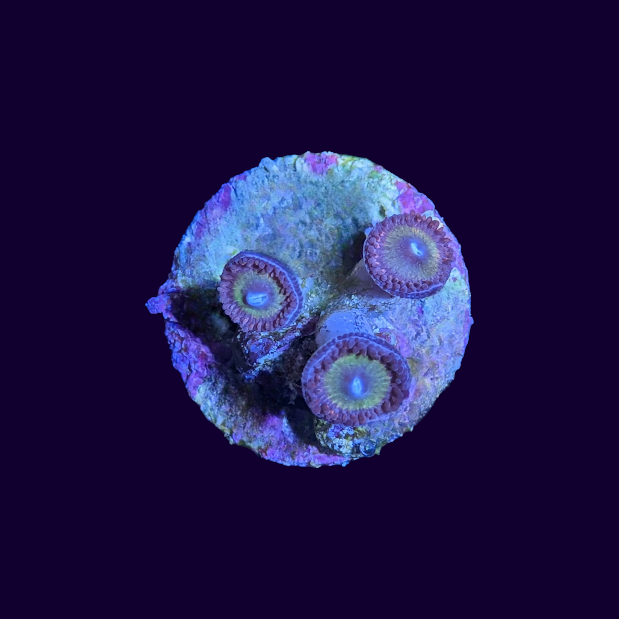 Purple Candy Apple Zoa Frag