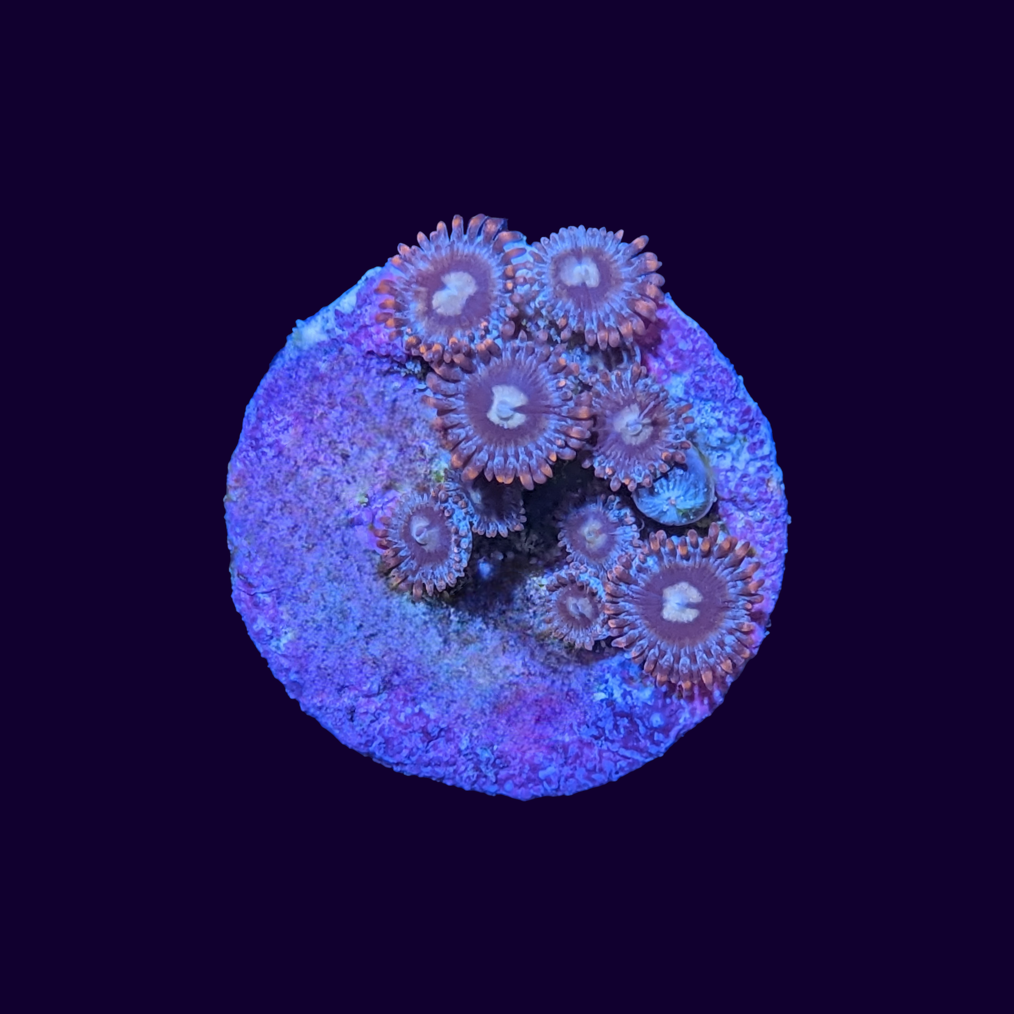 Zoa Frag