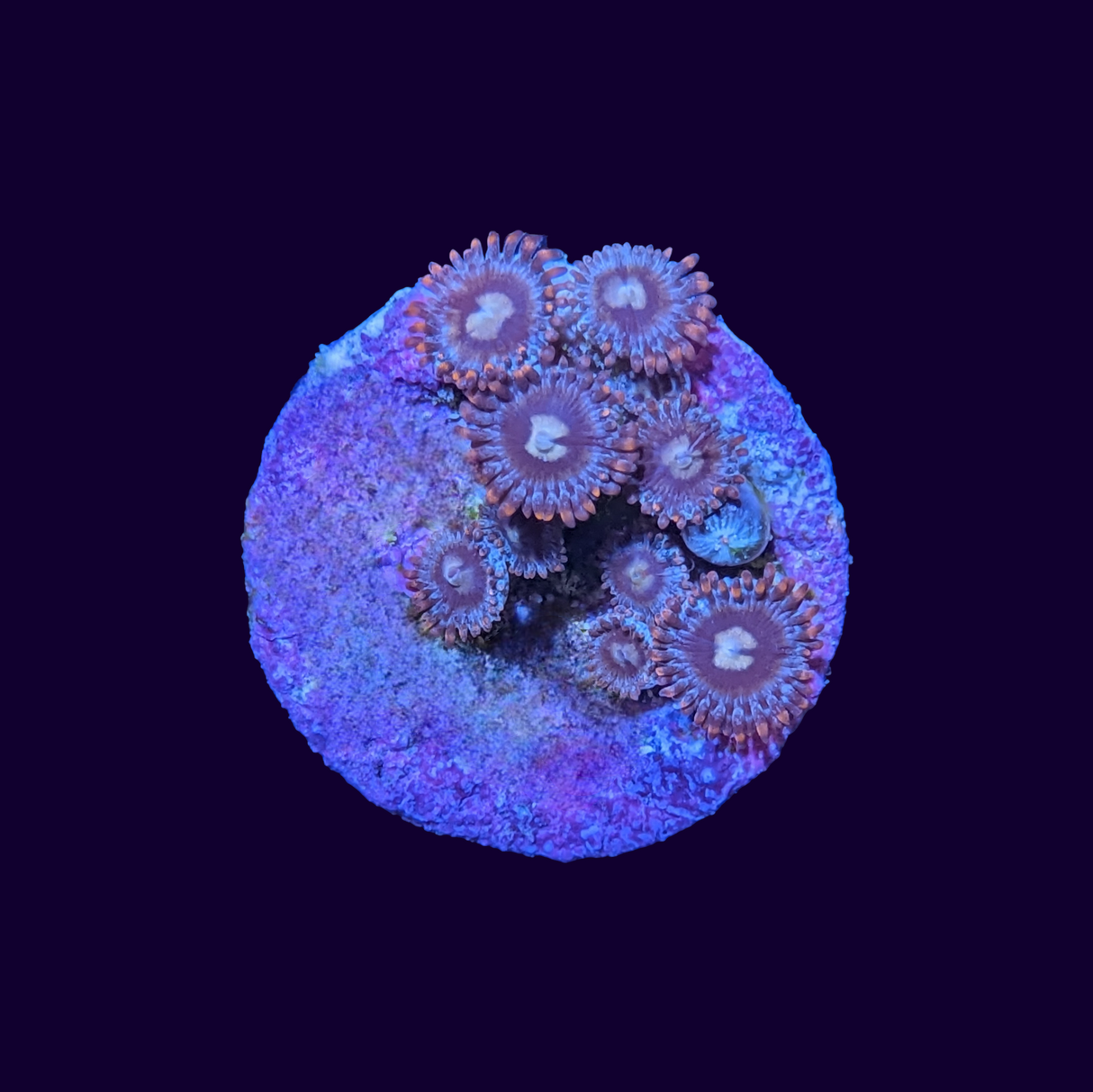 Zoa Frag