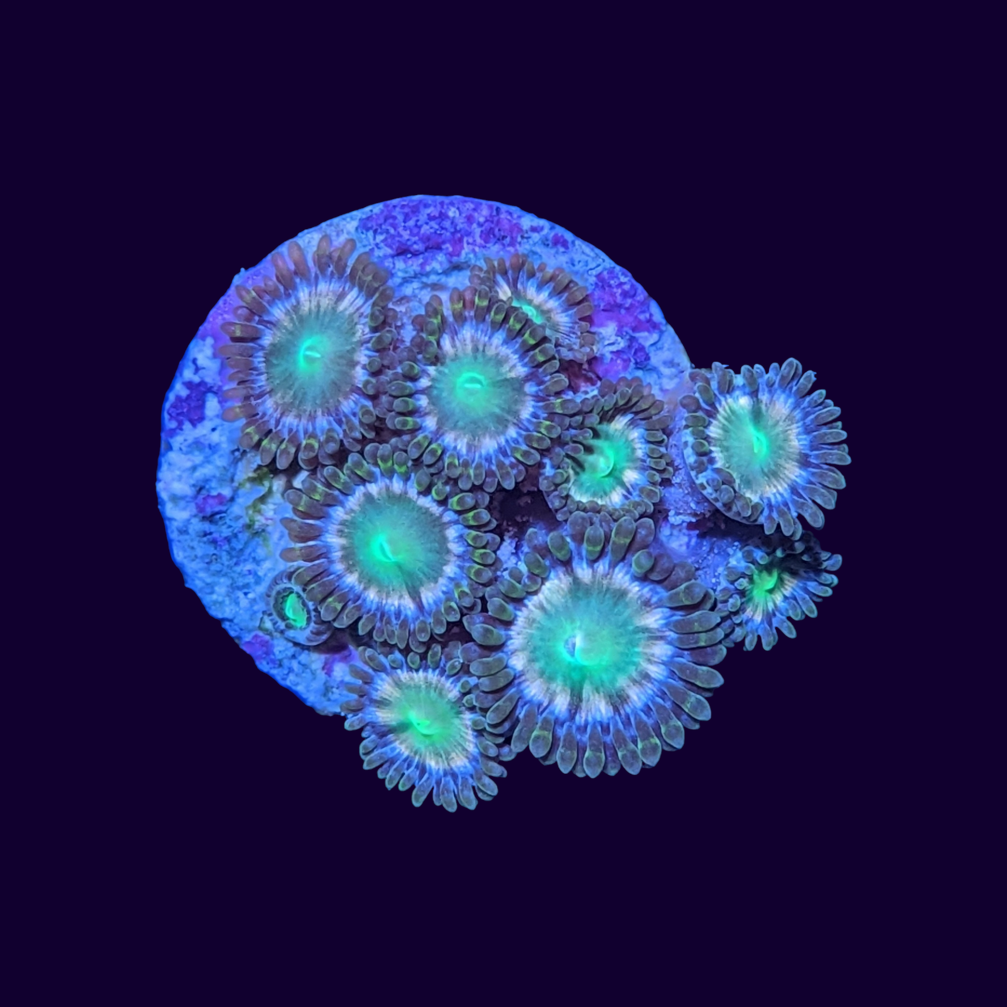 Hawaiian Punch Zoa Frag