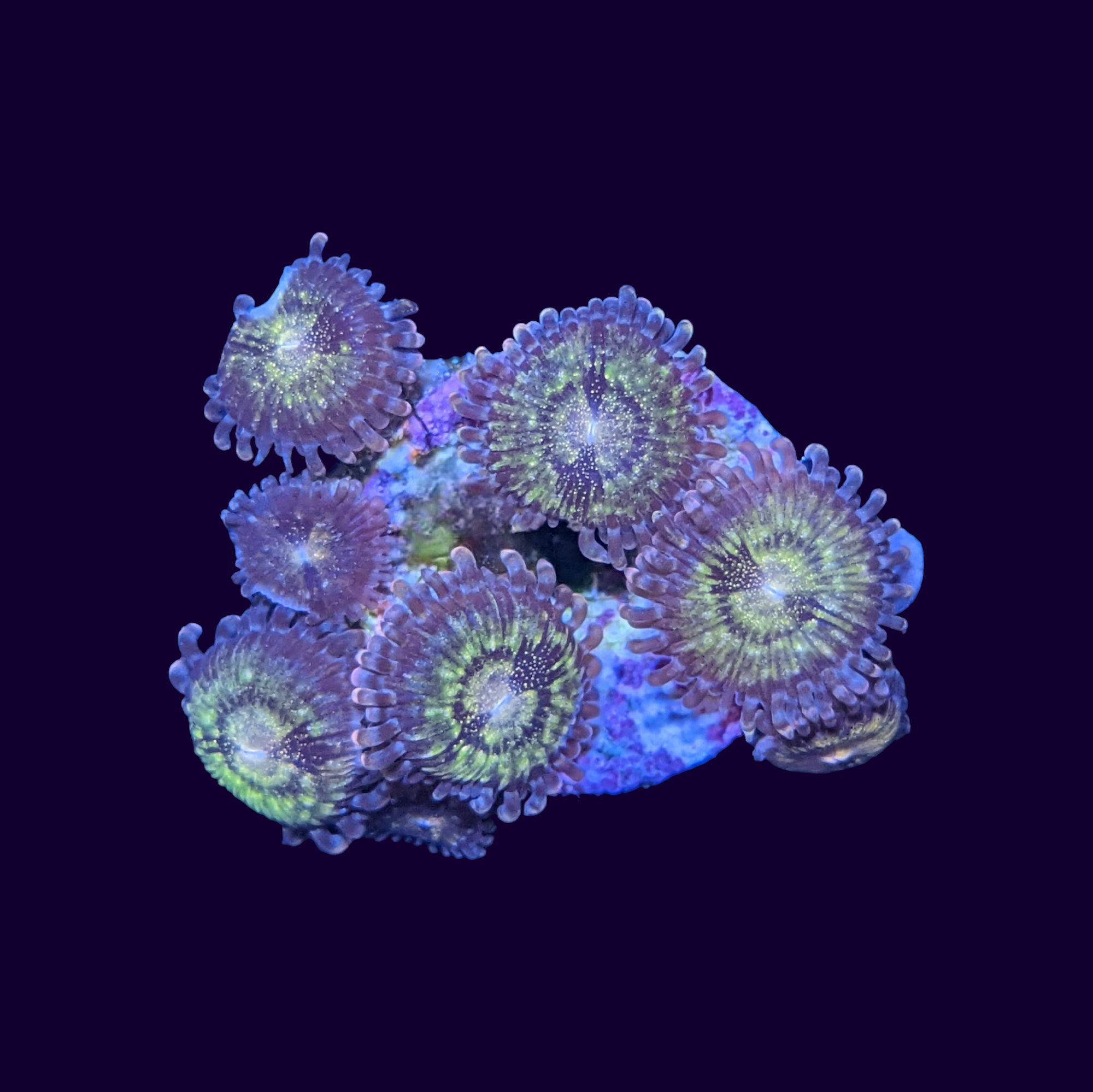 Reverse Space Monster Zoa Frag