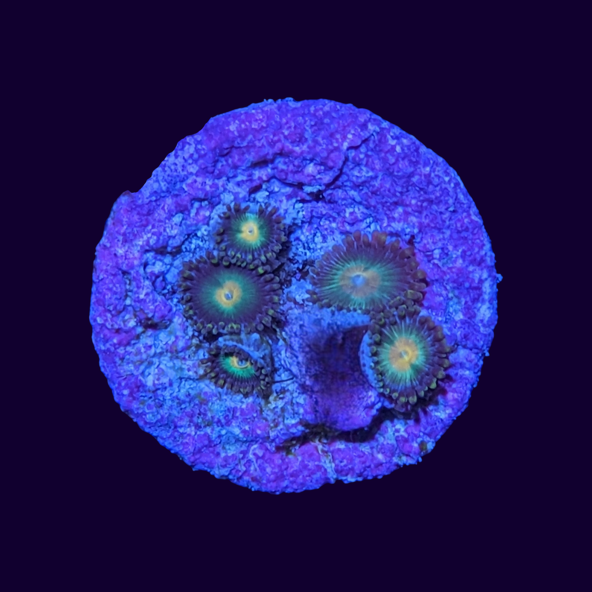 Zoa Frag