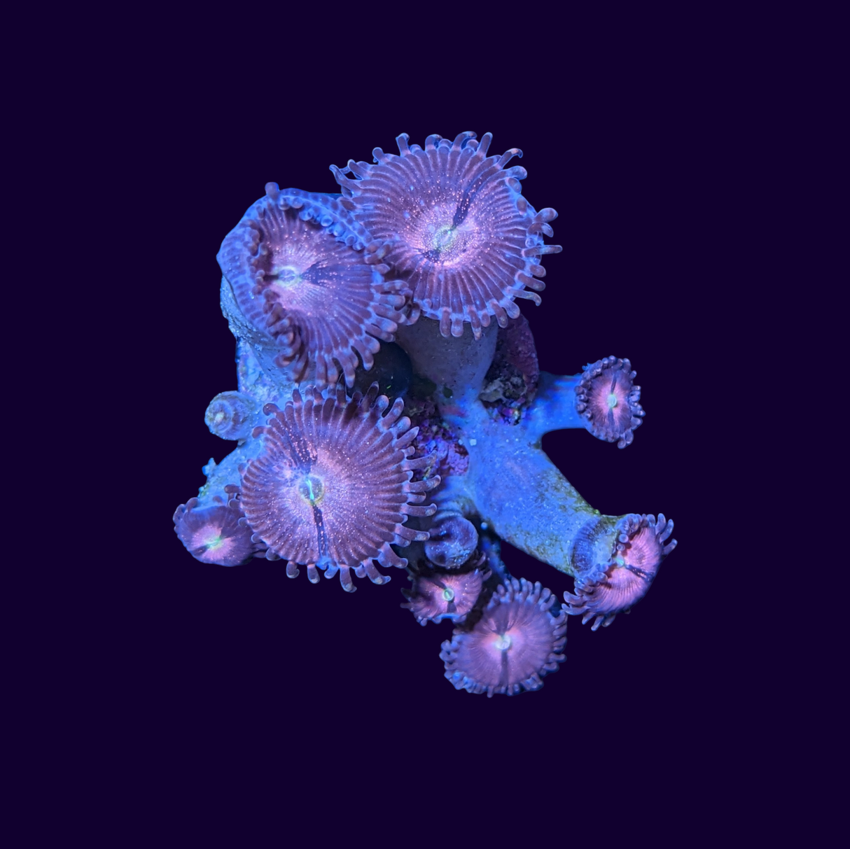 Purple Bee Zoa Frag