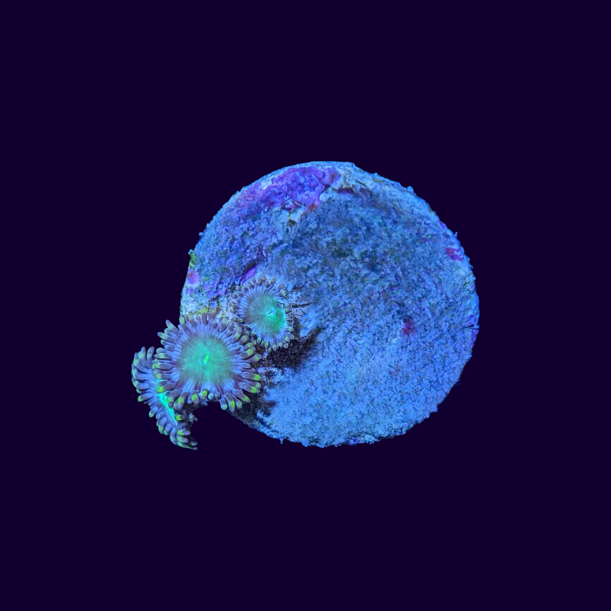 Radioactive Dragons Eye Zoa Frag