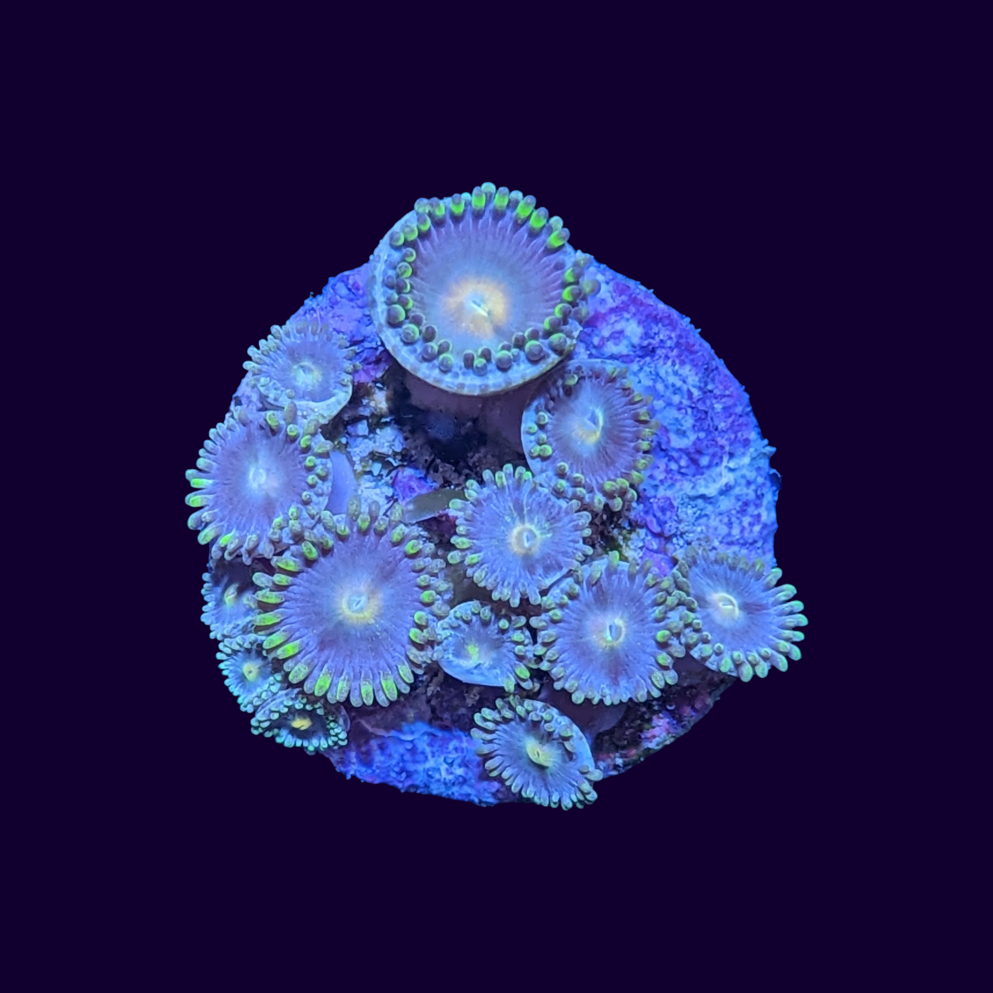 Zoa Frag