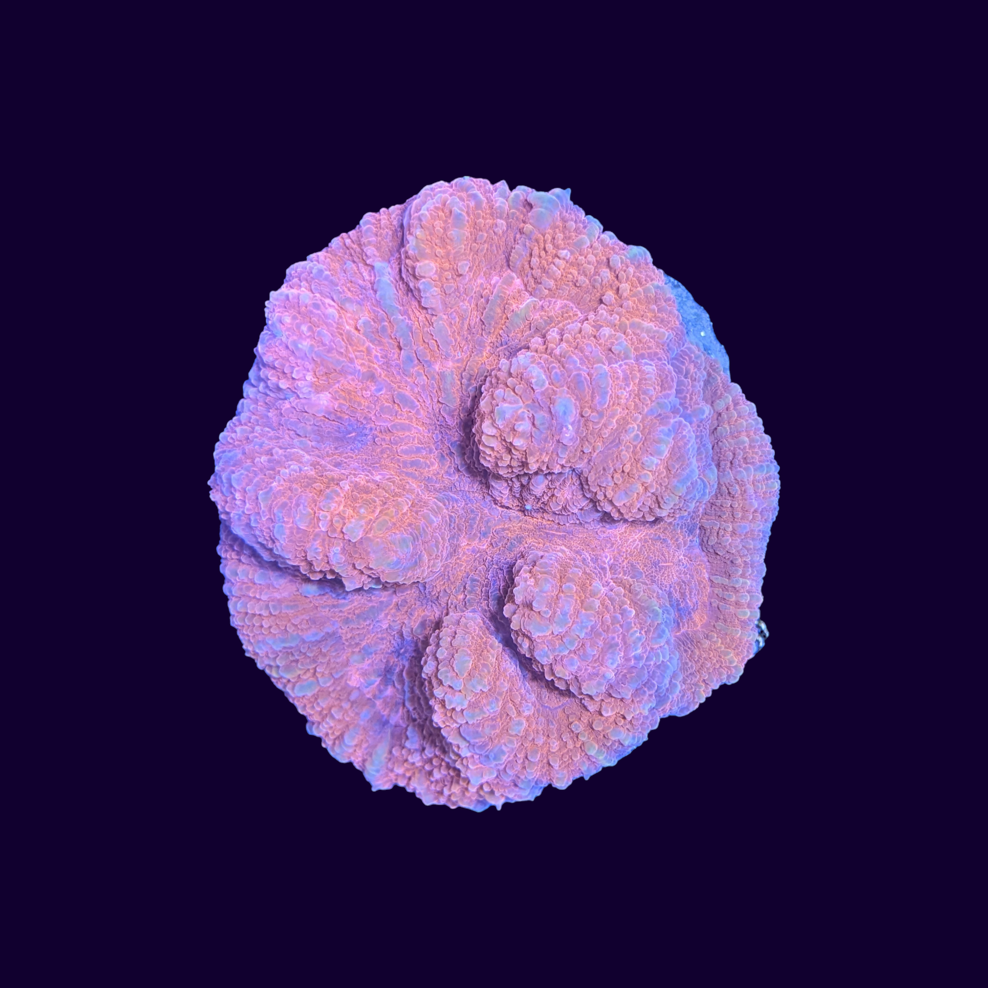 Lobophyllia Colony (Collection Only)