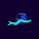Electric Lemonade Anacropora Frag (UK Grown)