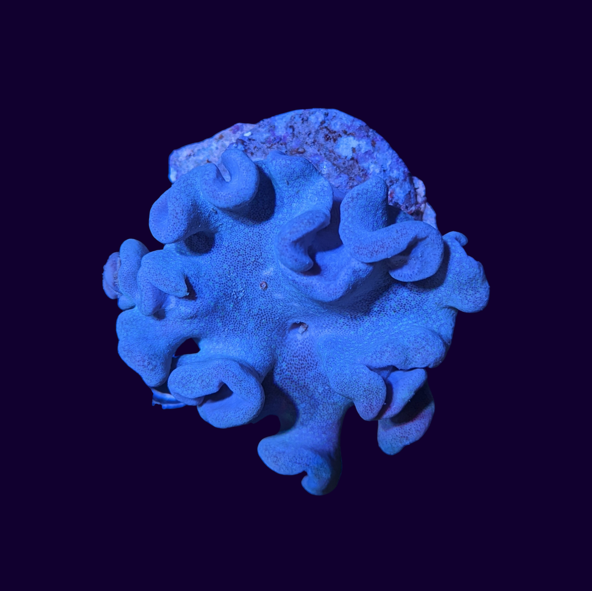 Leather Coral
