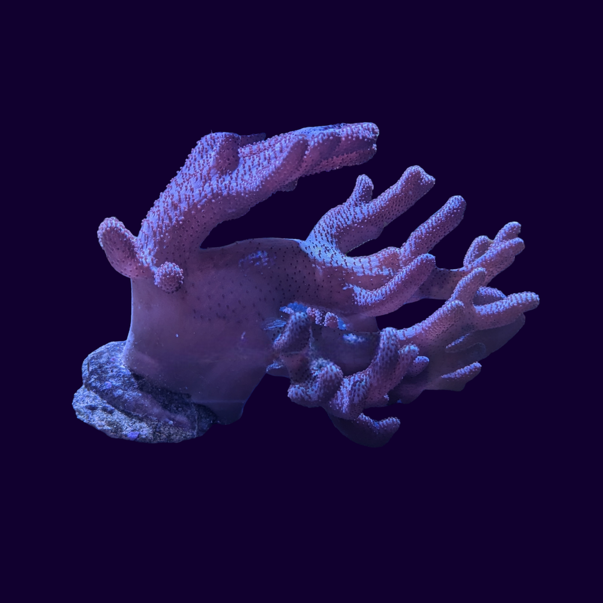 Finger Leather Coral