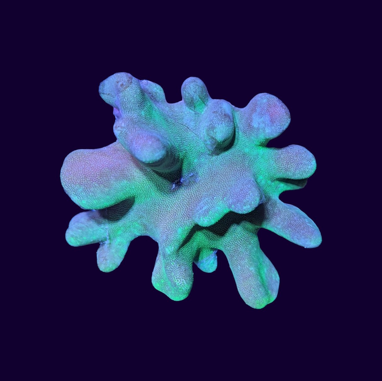 Lobophytum Leather Coral