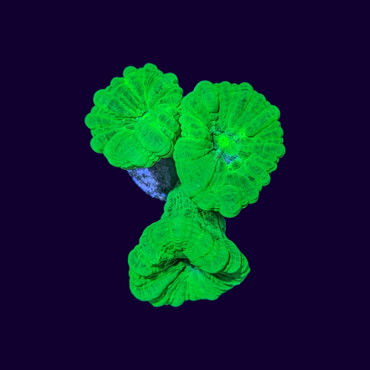 3 Head Neon Green Candy Cane