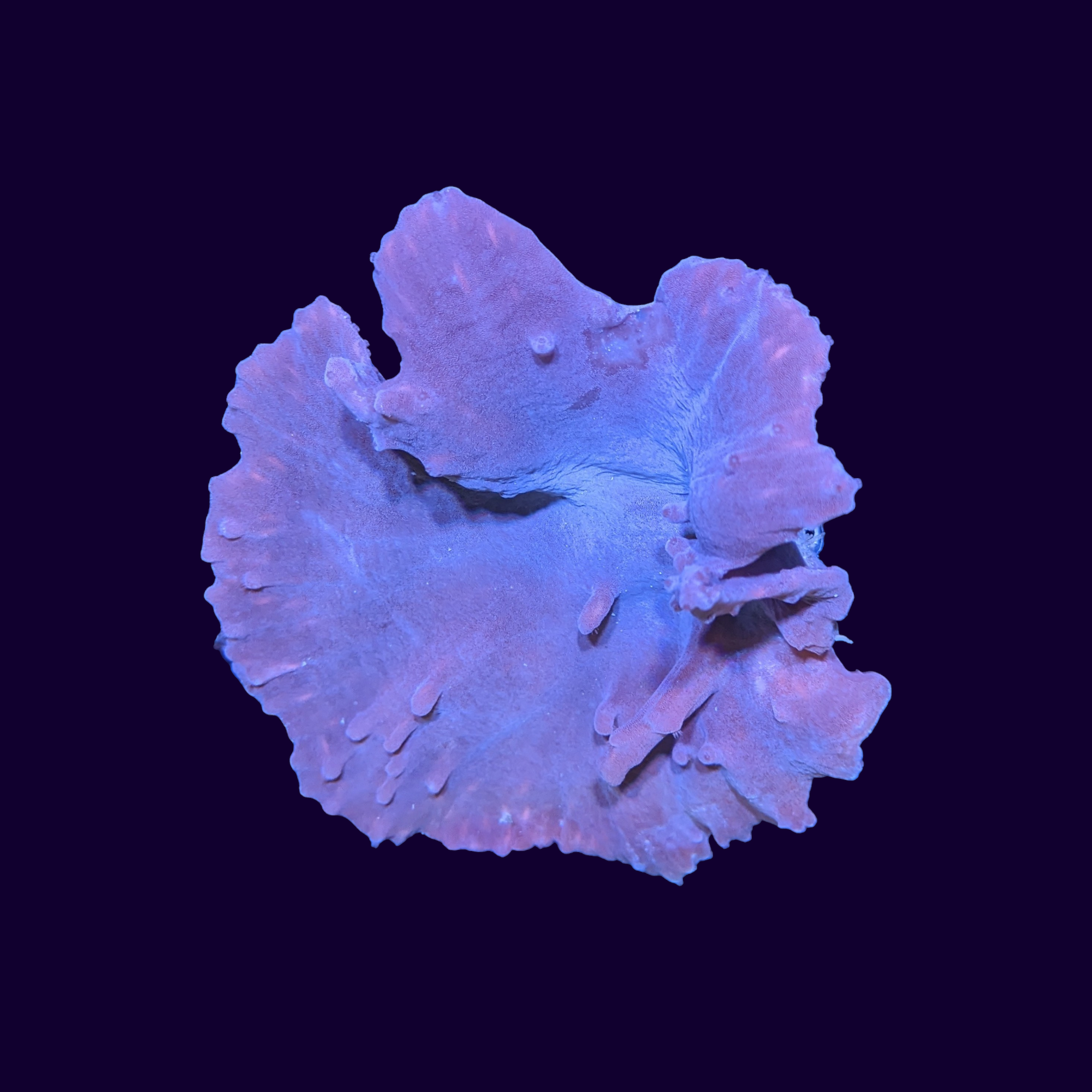 Pink Cabbage Leather Coral