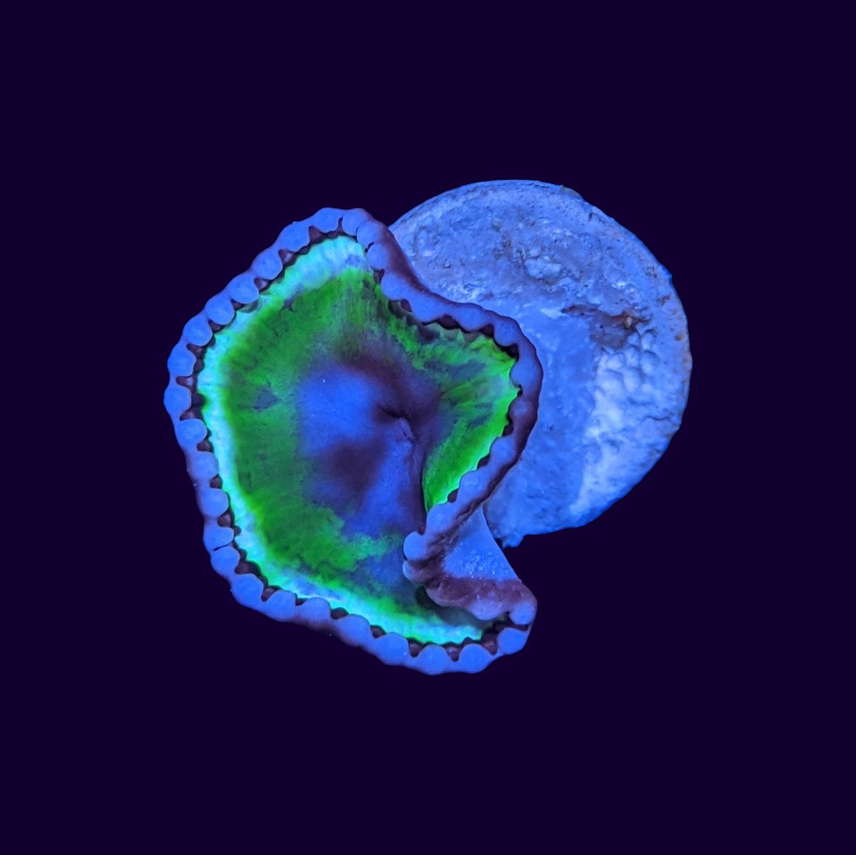 Grandis Paly Zoa Frag