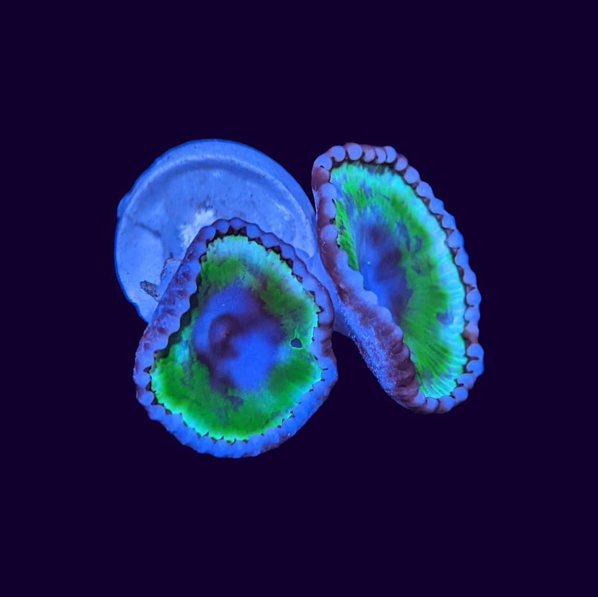 Grandis Paly Zoa 2 Head Frag