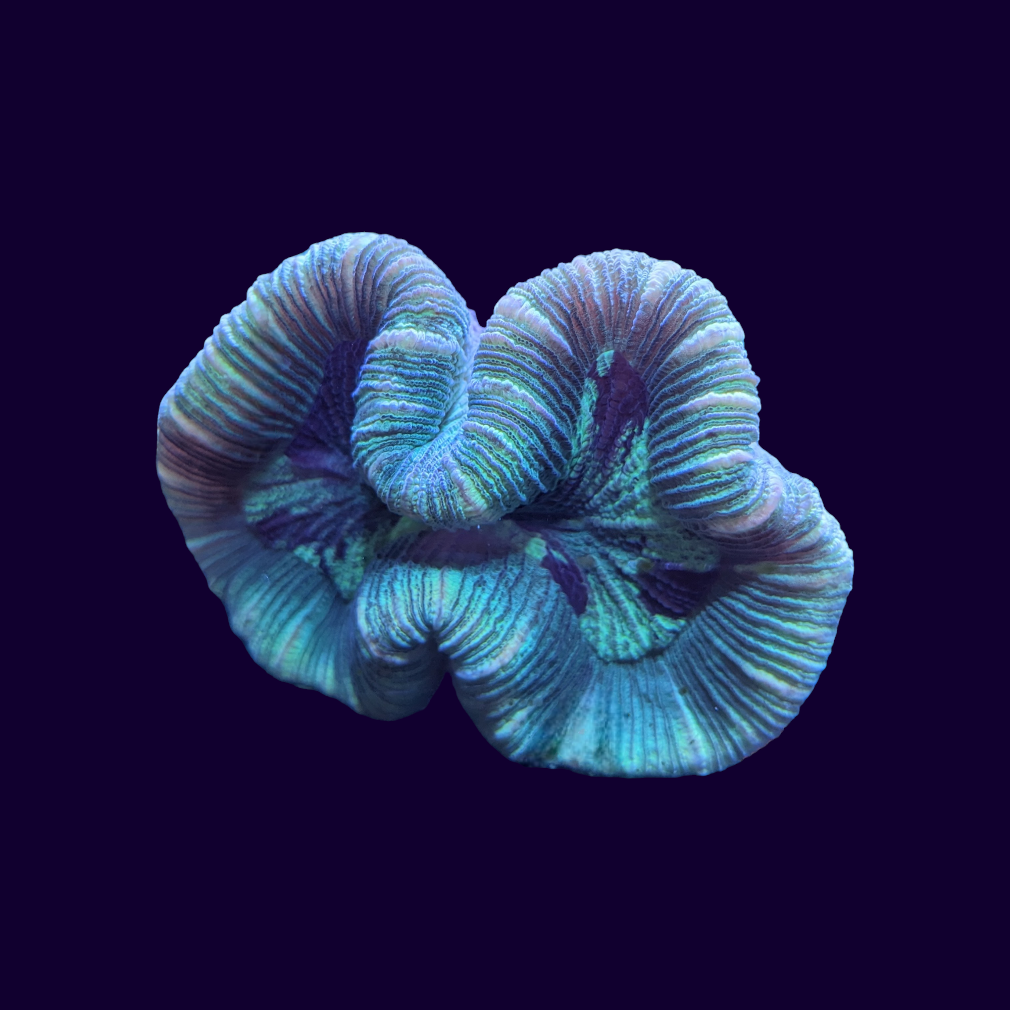 Trachyphyllia (Collection Only)