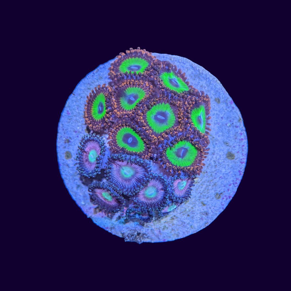 Mixed Candy Apple Zoa Discs