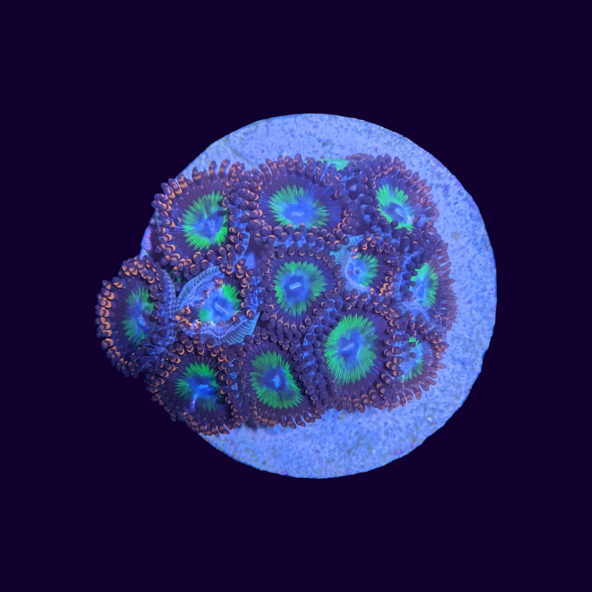 Candy Apple Zoa Discs