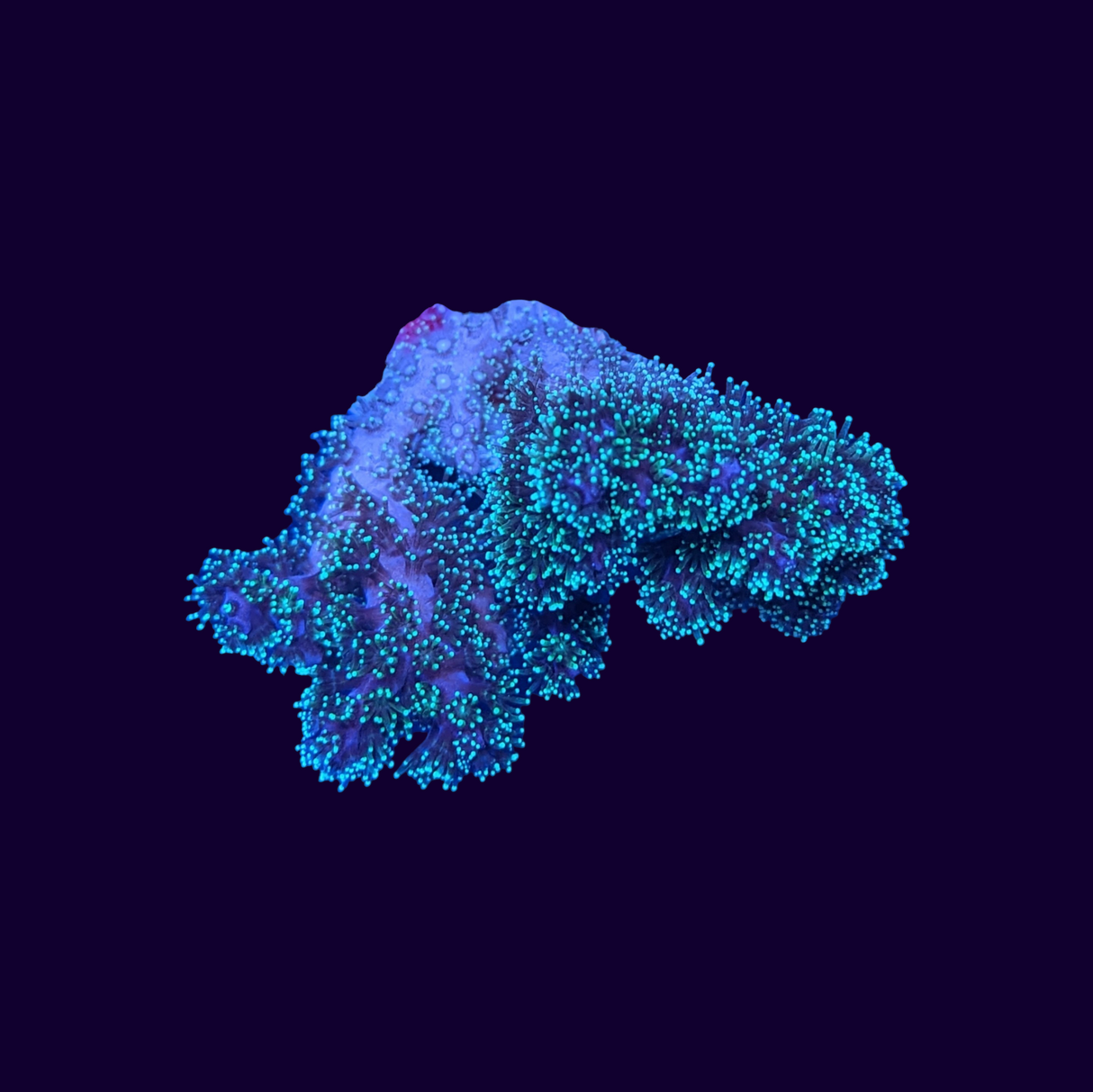Green Pocillopora (UK Grown)