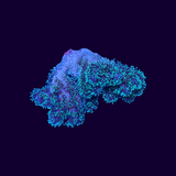 Green Pocillopora (UK Grown)