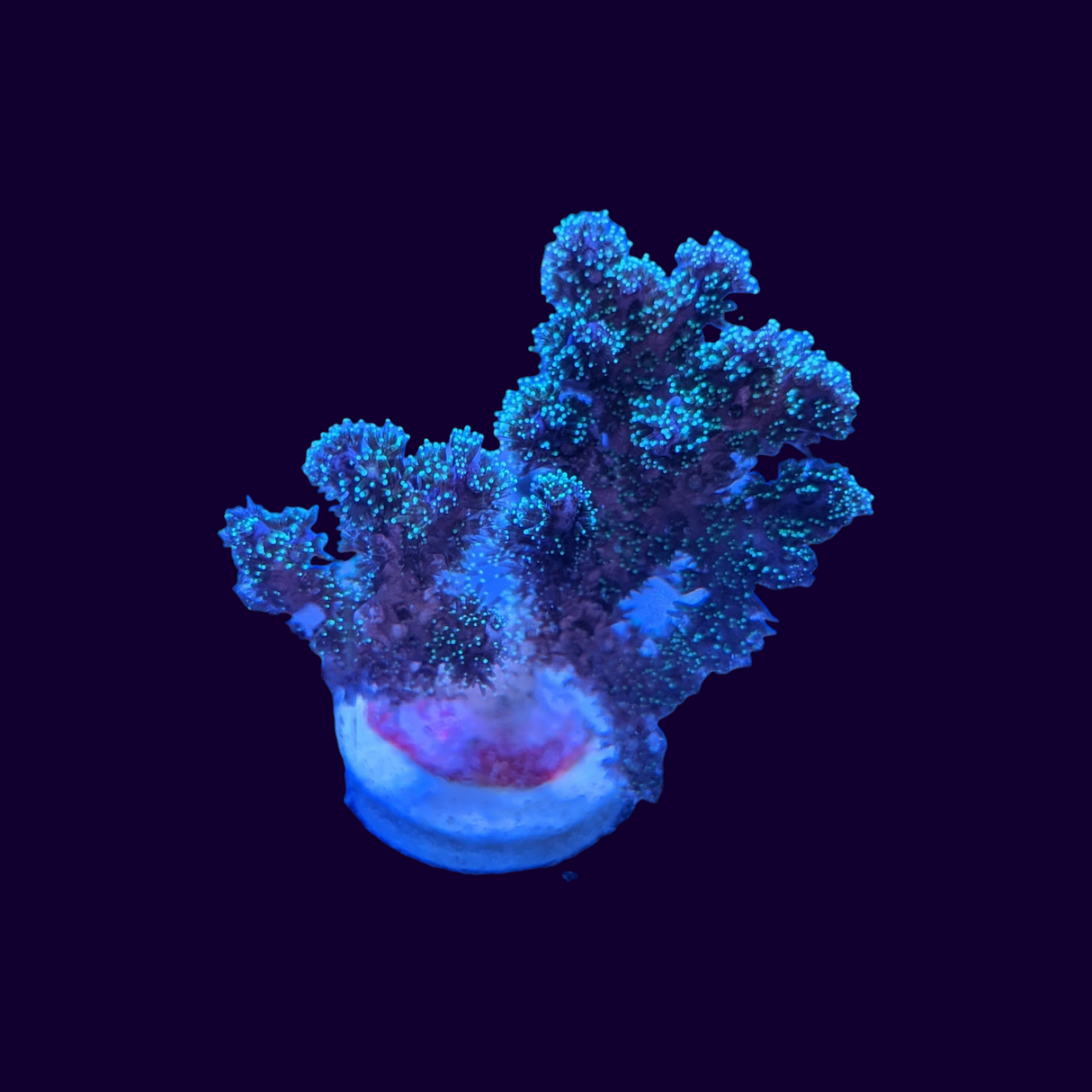 Green Pocillopora (UK Grown)