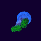 Neon Green Stylophora
