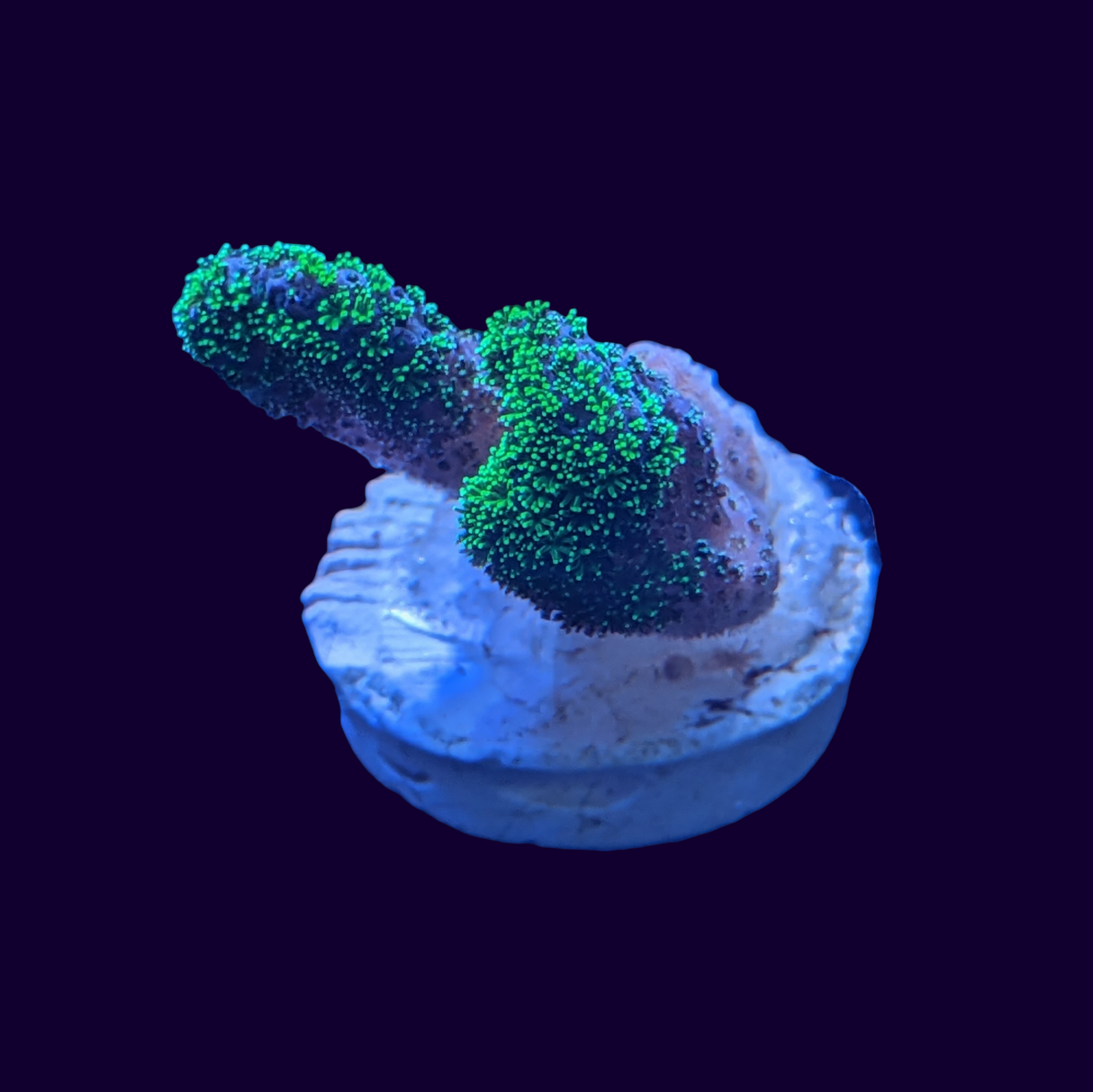 Neon Green Stylophora