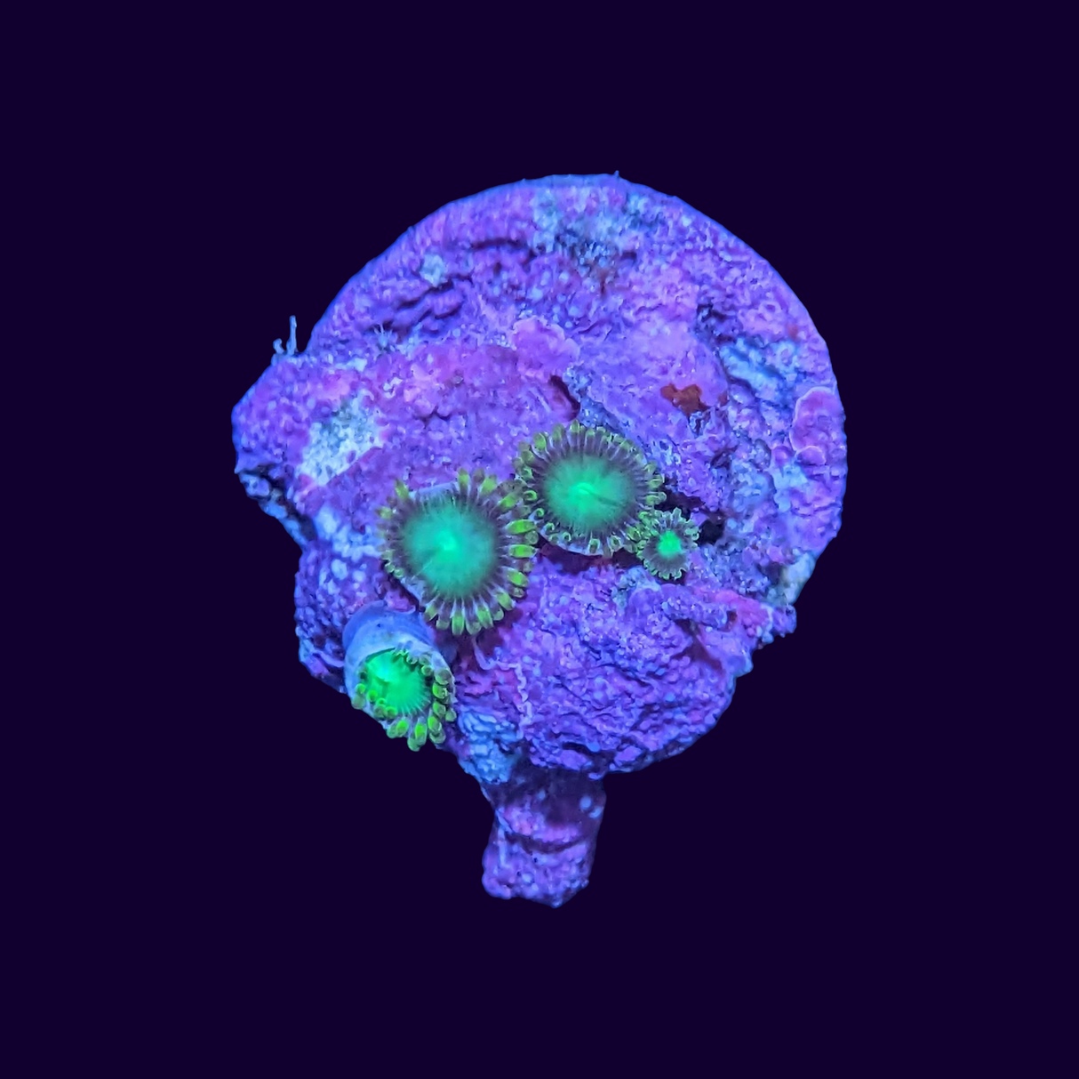 Radioactive Dragons Eye Zoa Frag