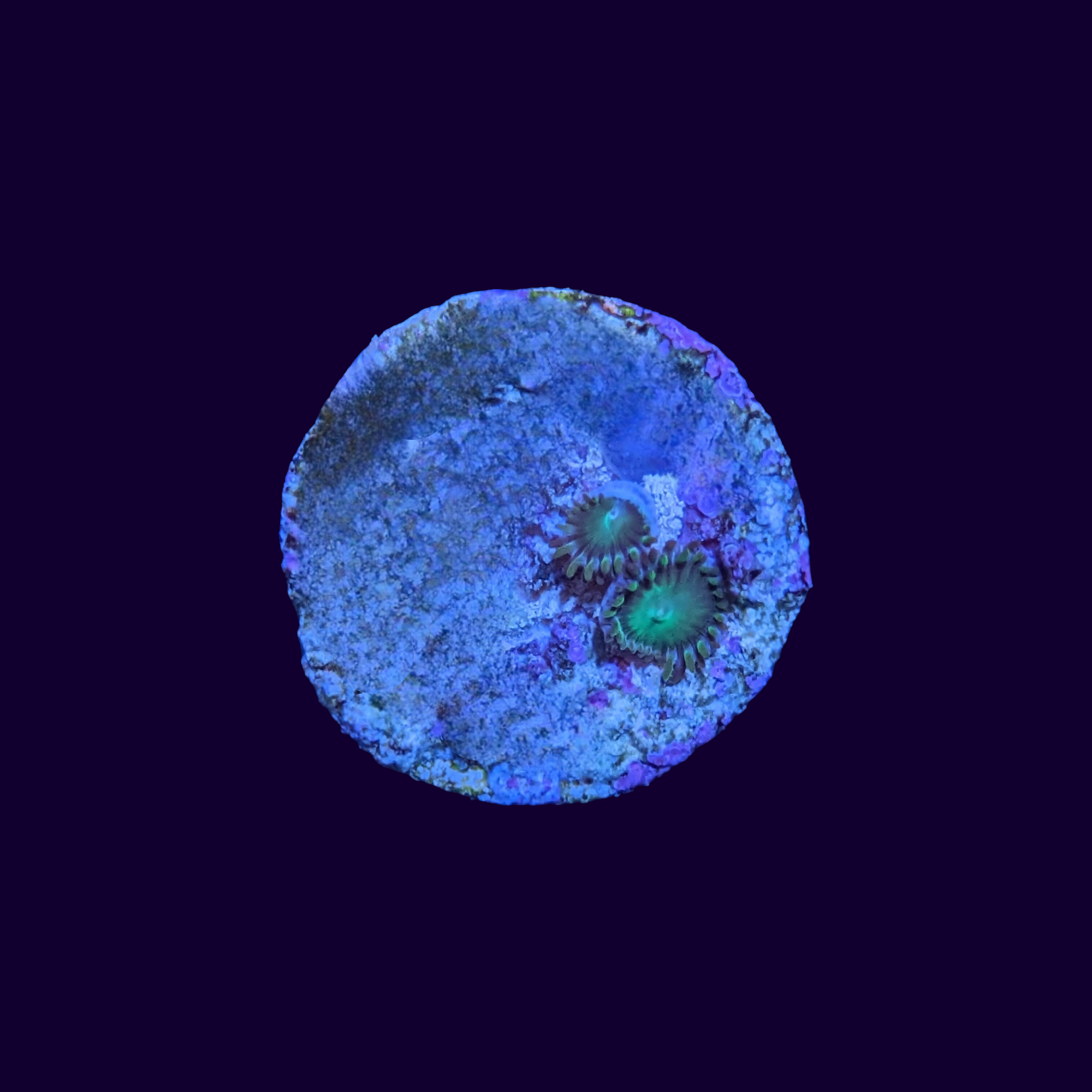 Zoa Frag