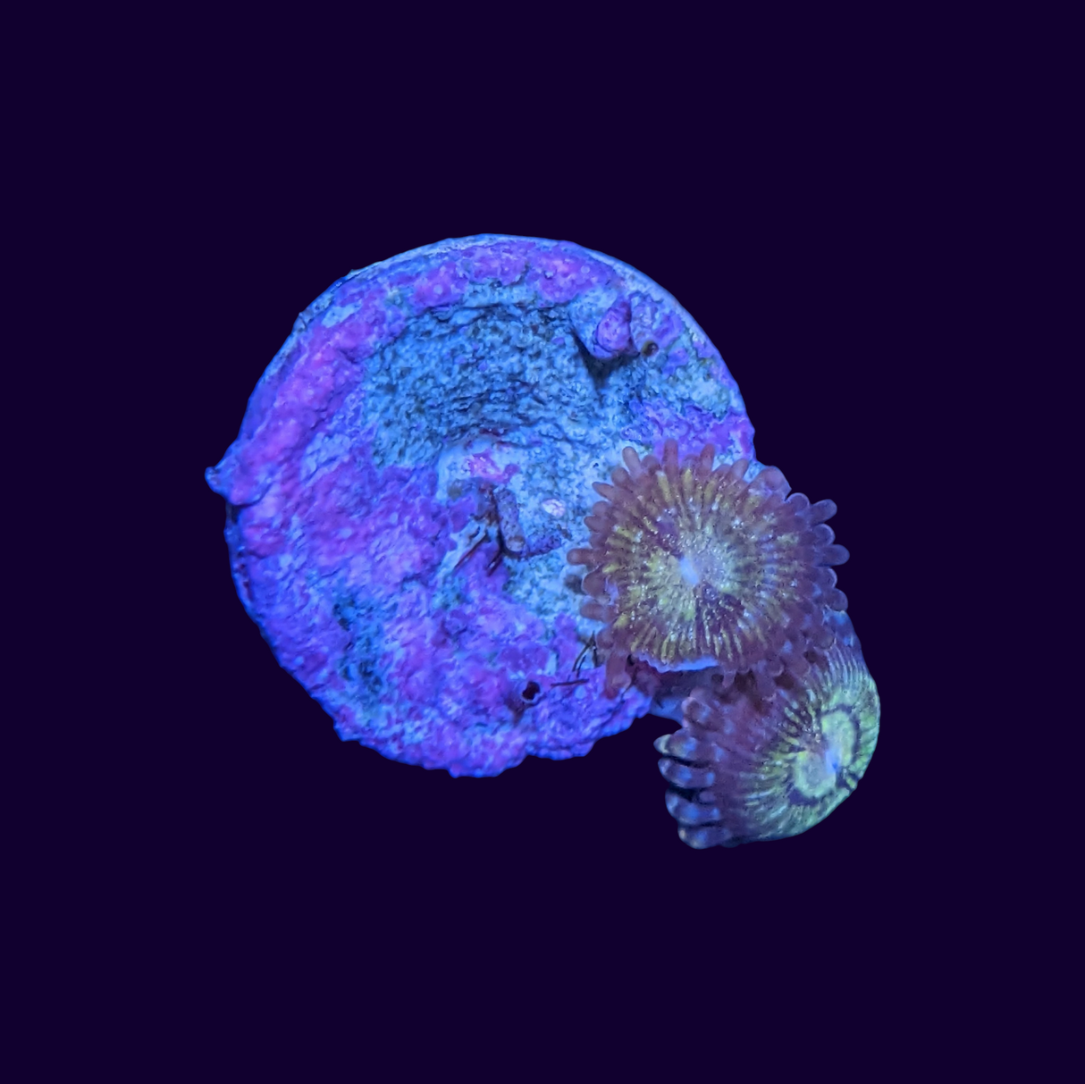 Reverse Space Monster Zoa Frag