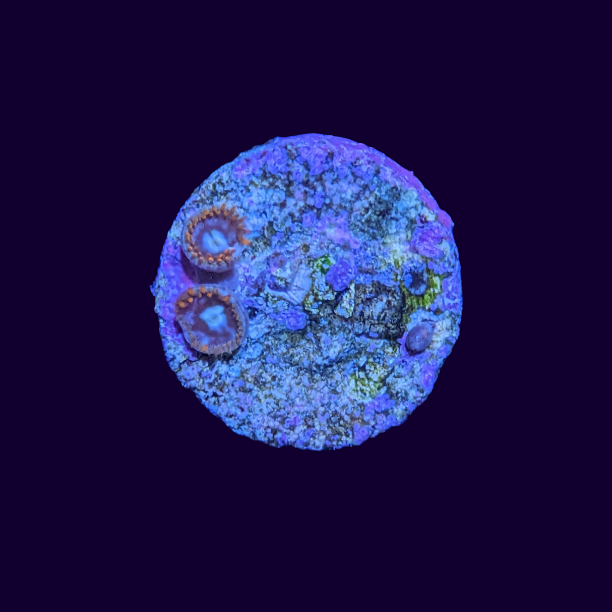 Zoa Frag