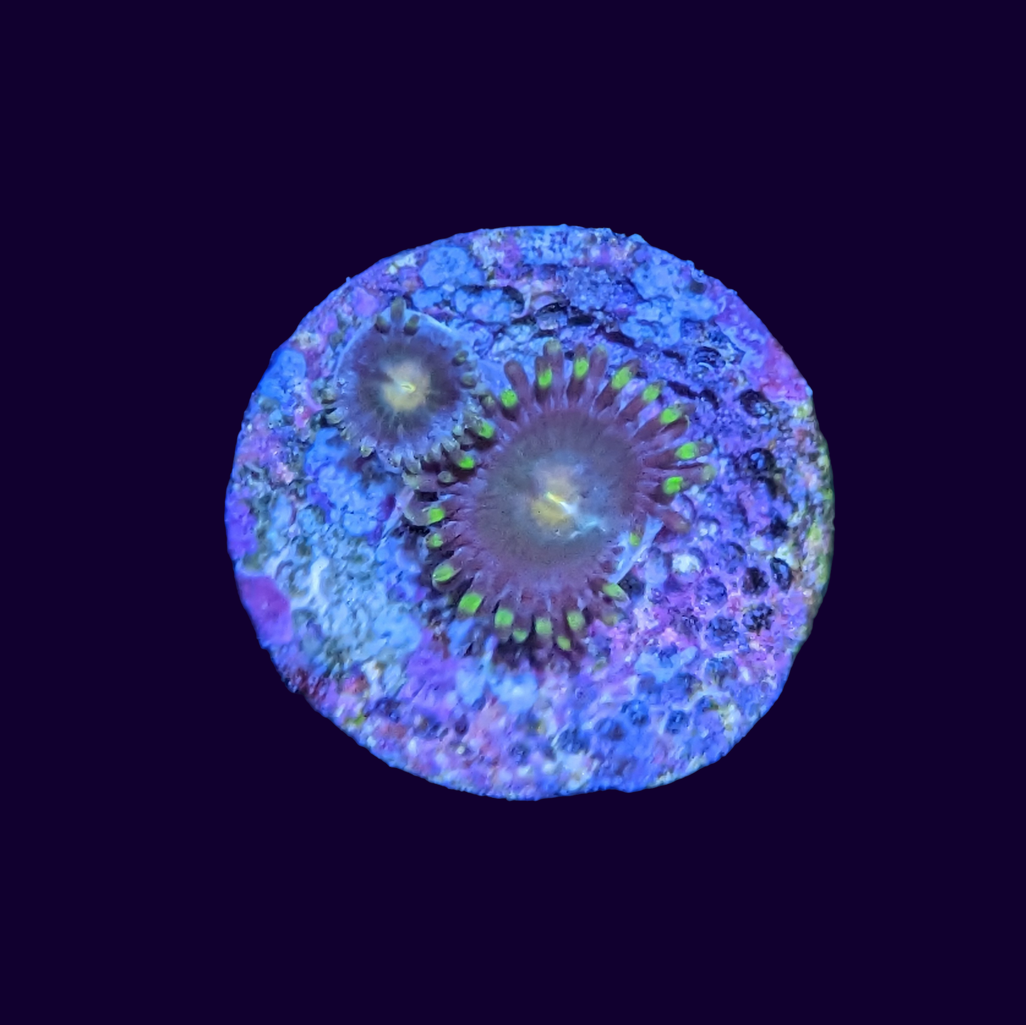 Zoa Frag