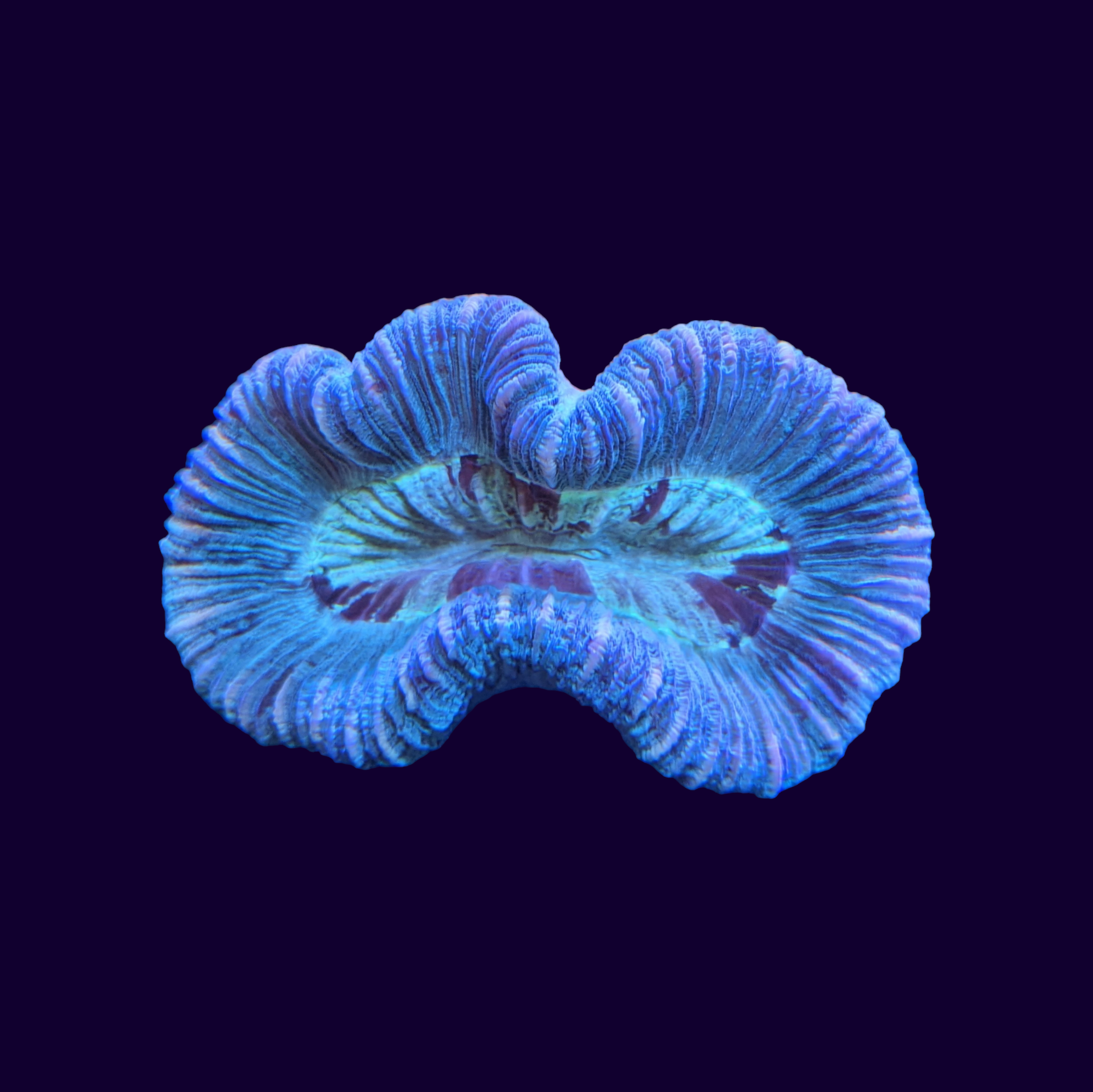 Trachyphyllia (Collection Only)