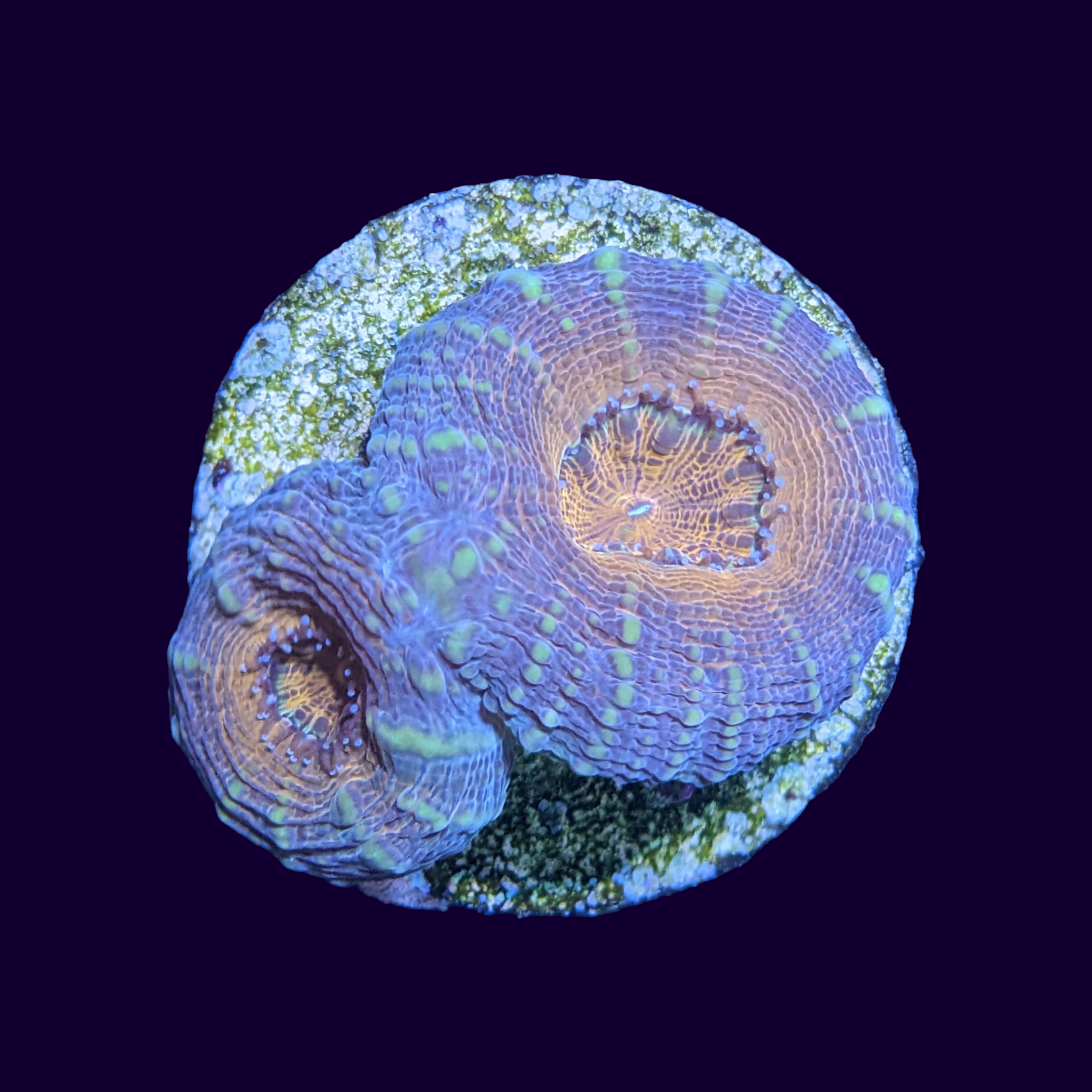 Mini Lobophyllia 2 Head