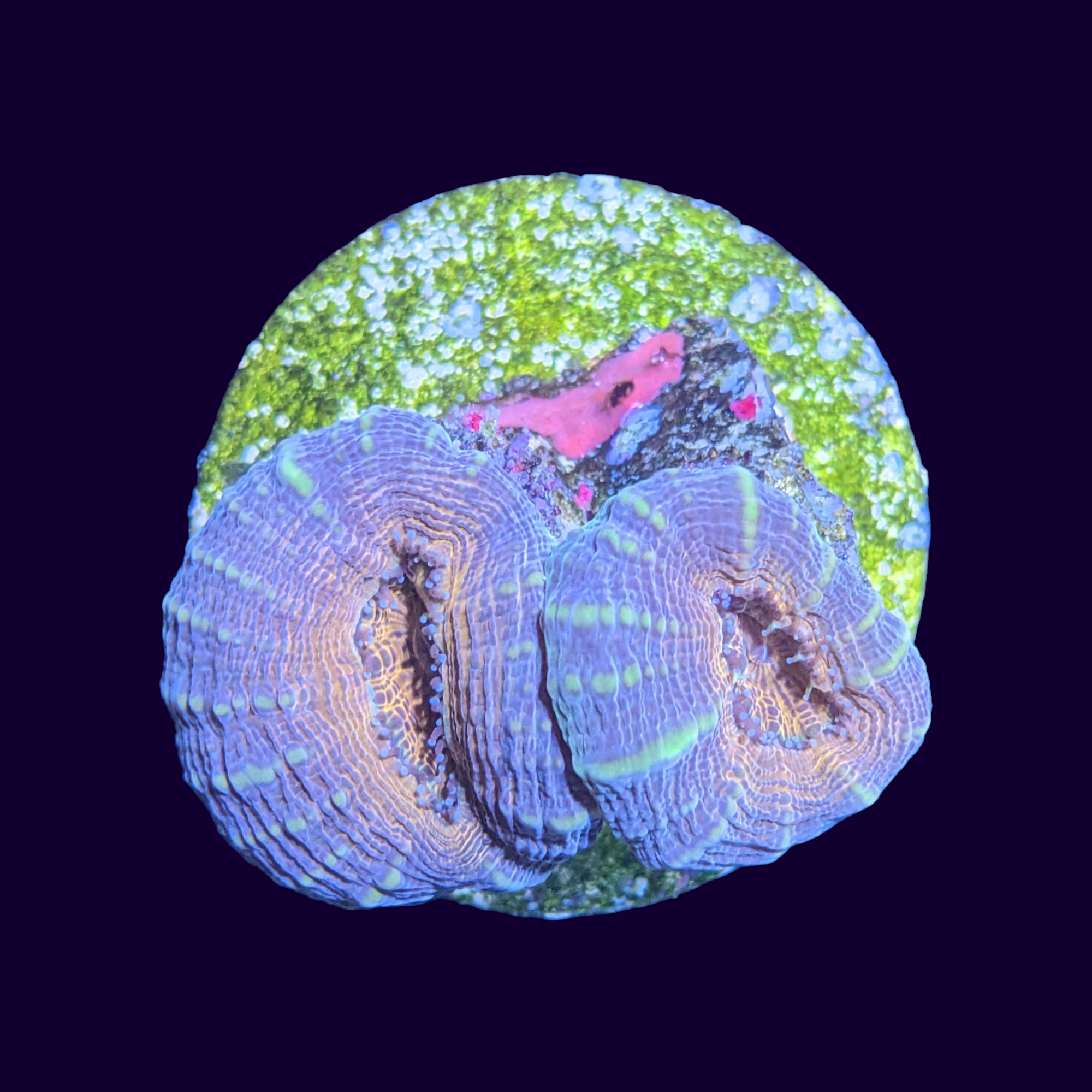 Mini Lobophyllia - 2 Head