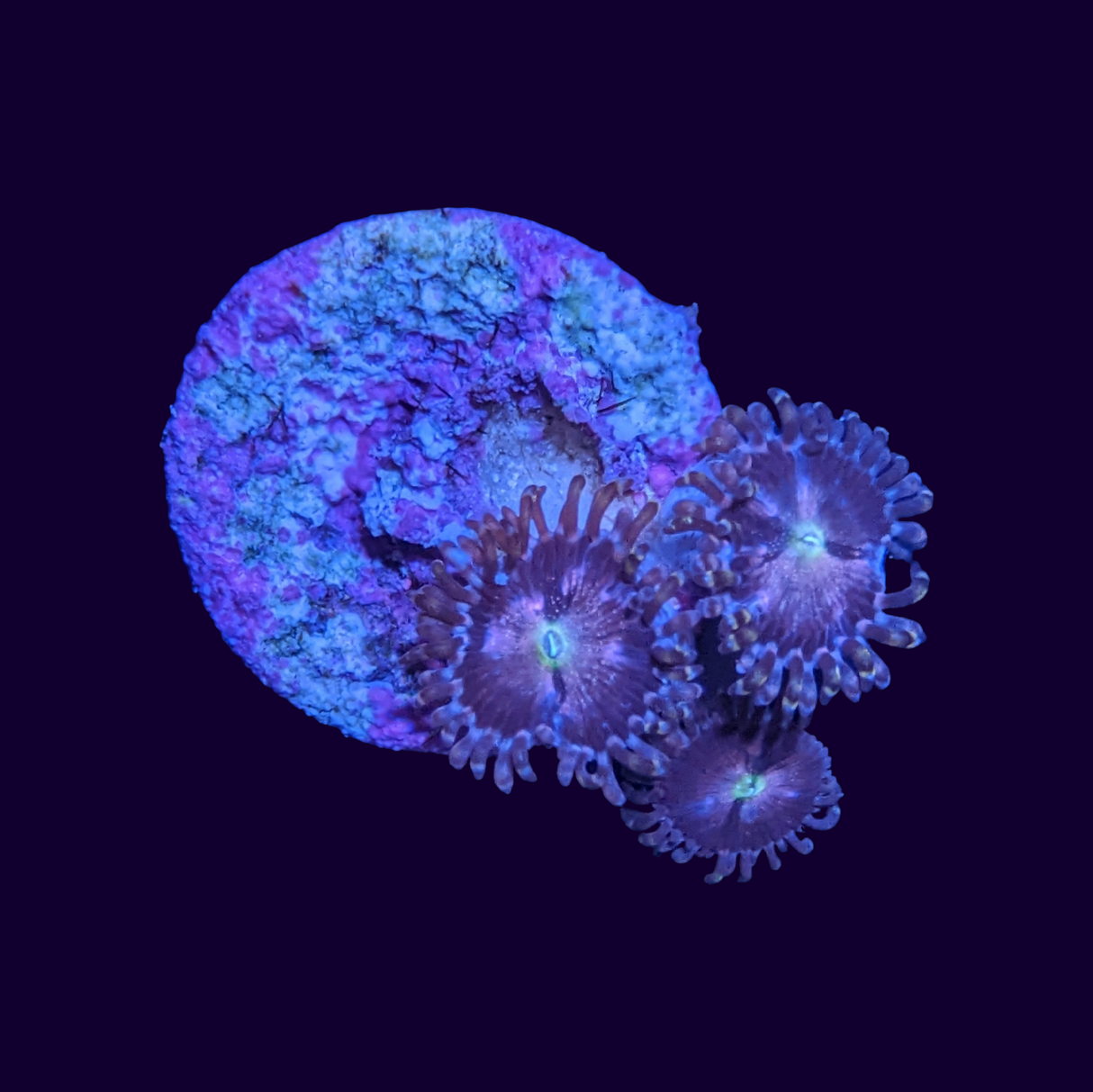 Purple Bee Zoas Frag