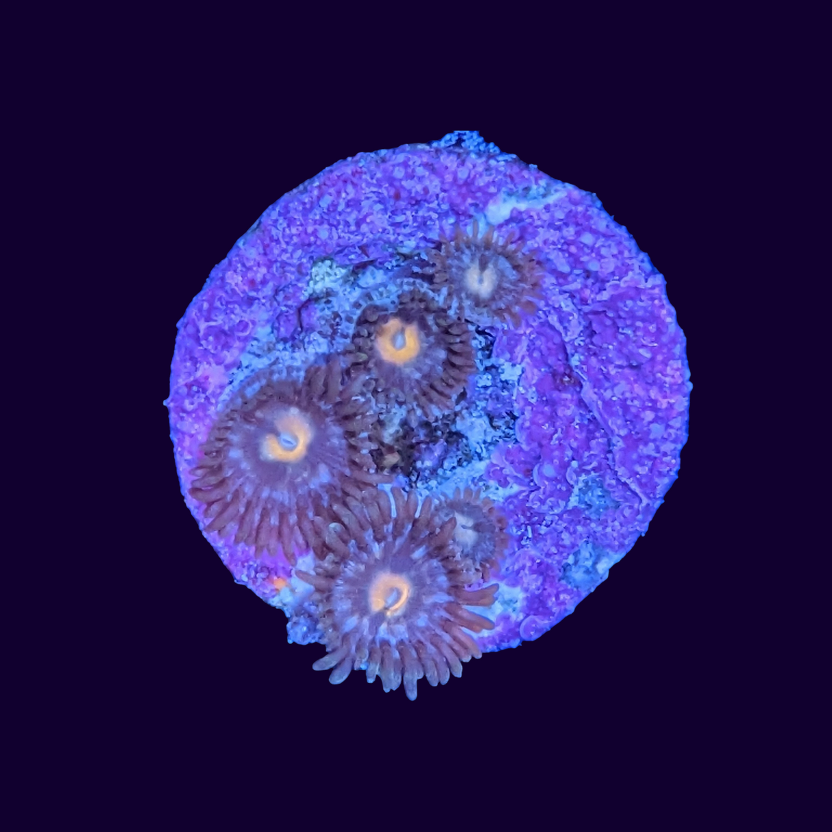 Zoa Frag