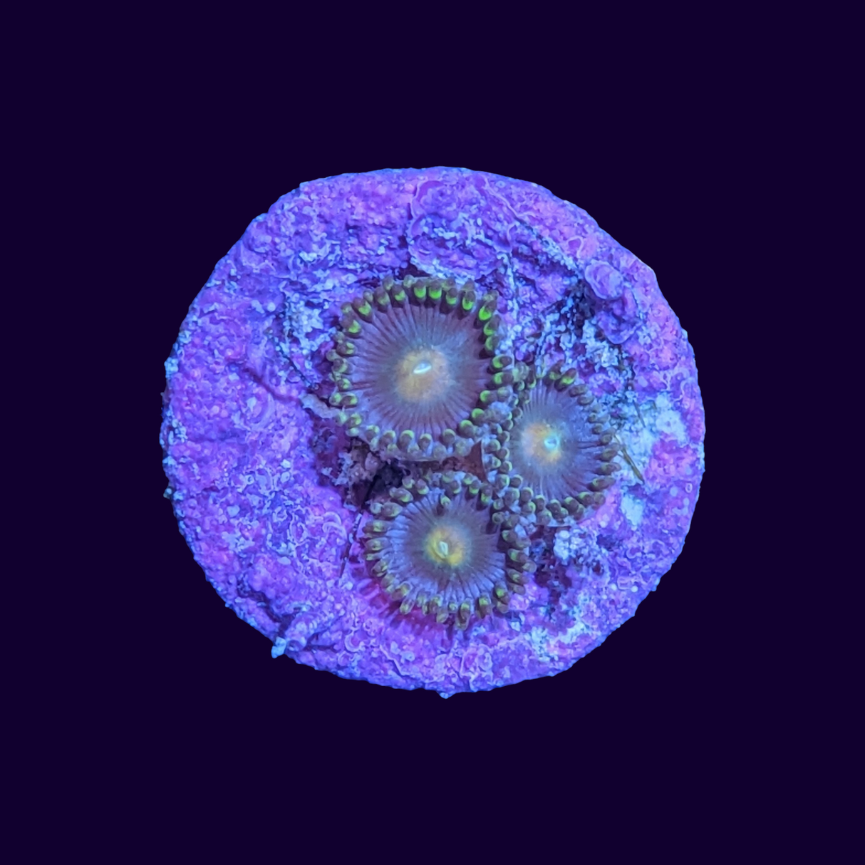 Zoa Frag