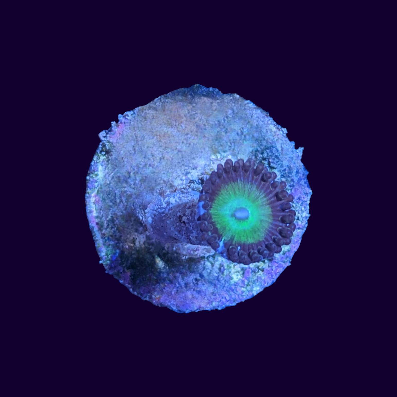 Zoa Frag