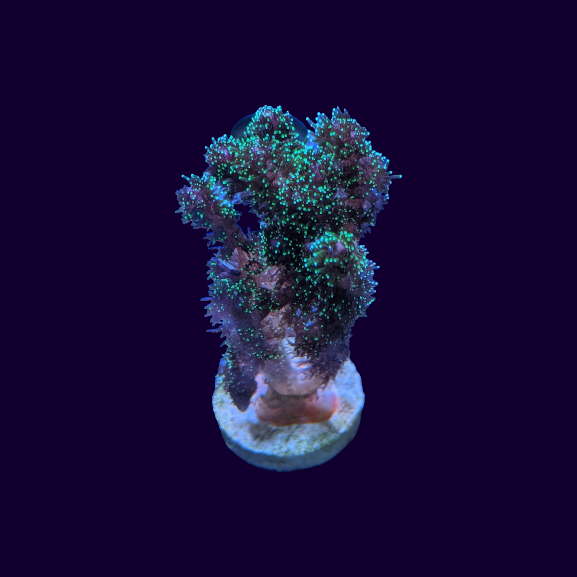 Sparkling Tinsel Pocillopora (UK Grown)