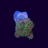 Sparkling Tinsel Pocillopora (UK Grown)