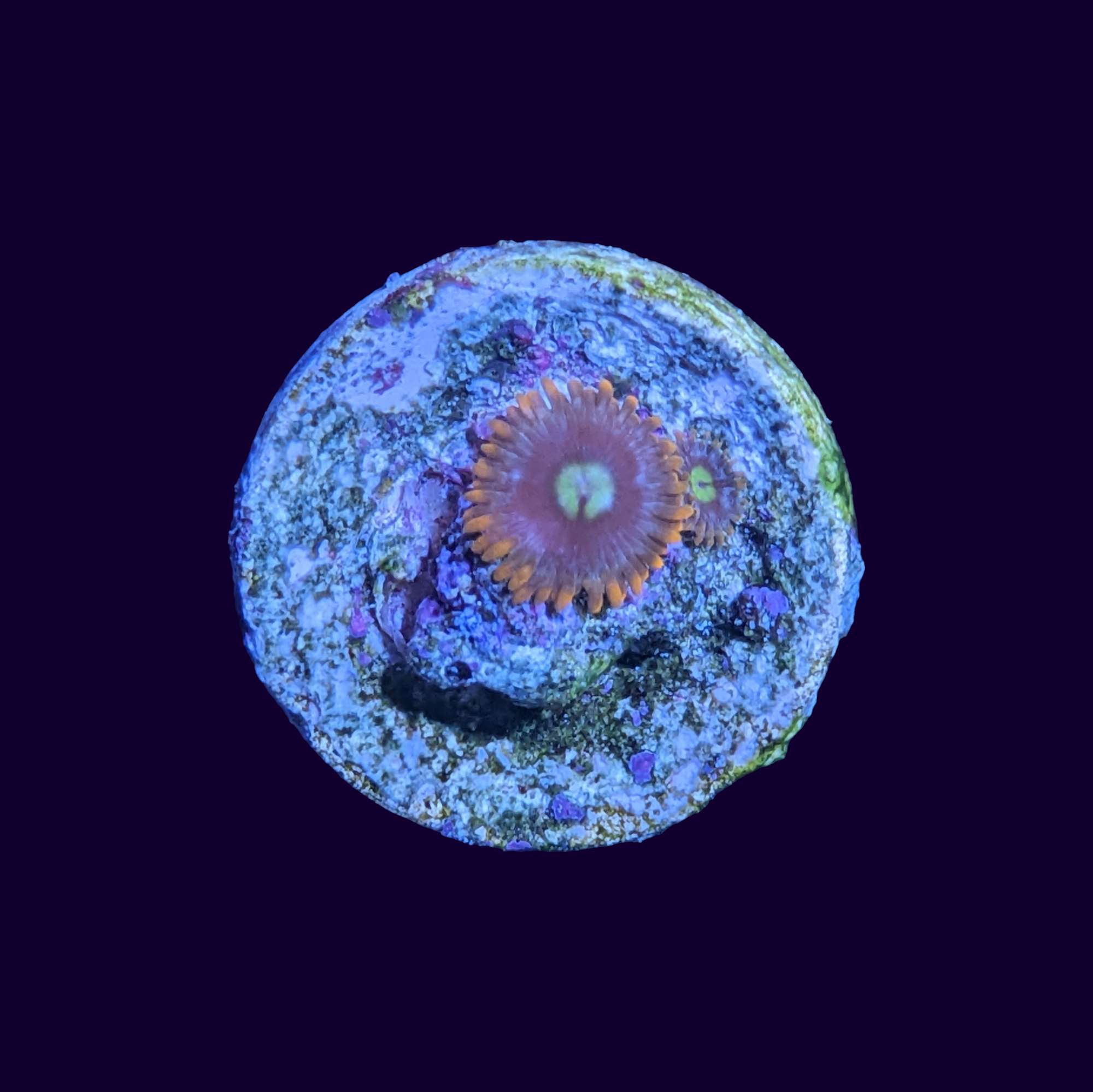 Zoa Frag