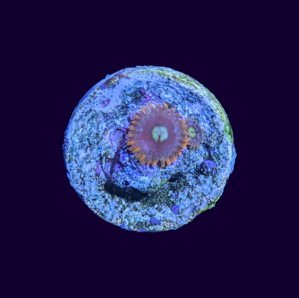 Zoa Frag