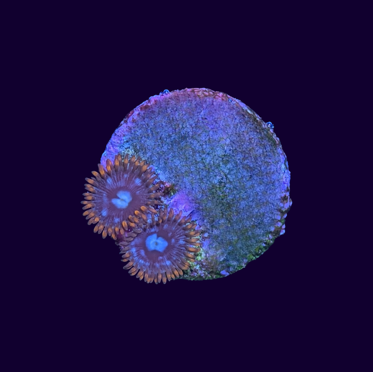 Fire and Ice Zoa Frag